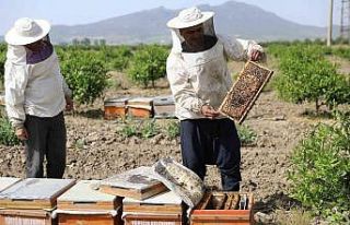 Sertifikalı kursiyerler hibe arı ile üretime başladı