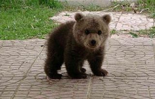 Sevimli ayı yavrusuna bebek gibi bakıyorlar