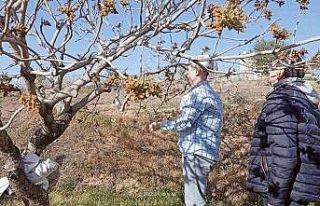 Siirt’te fıstık bahçelerinde tozlayıcı uyumu...