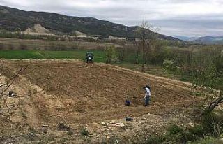 Sinop’a Antep fıstığı