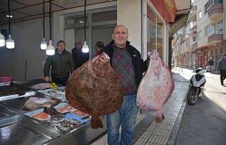 Sinop’ta balıkçıların ağlarına dev kalkan...