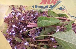 Sinop’ta “zılbıt” zamanı