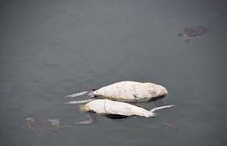 Sinop’taki kara gerdanlı dalgıç kuşu ölümleri