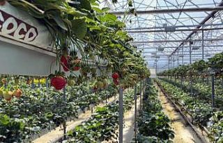 Sinop’tan dünyaya çilek ihracatı