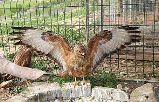 Şırnak’ta yeşilbaşlı ördek ve balaban kuşu...