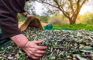 Sofralık zeytin ihracatı 100 bin tona koşuyor
