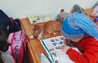 Soğuktan donmak üzereyken bulundu, okulun maskotu...