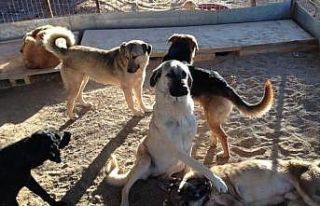 Sokak hayvanları için CAHİDE Vakfı kuruldu