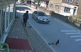 Sokak kedisine çarpıp kaçan sürücüye 2 bin TL...