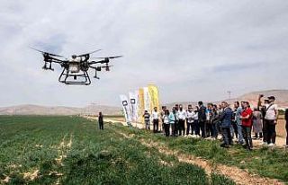 SÜ Ziraat Fakültesi çiftliğinde drone ile ilaçlama...