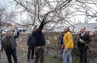 Talaslı çiftçilere uygulamalı aşı ve budama...