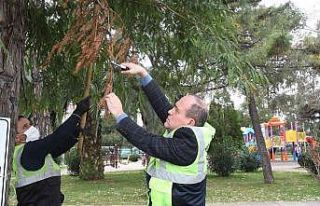 Tarihi ağaçların ömrüne ömür katıyorlar