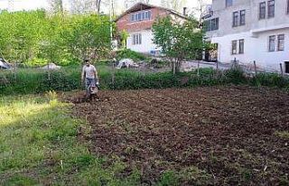 Tarlalarda çapalama işlemi başladı