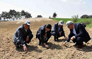 Tarsus’ta yerli ve milli yağlık ayçiçek tohumu...
