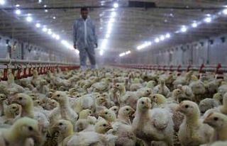 Tavuk eti üretimi şubatta yüzde 9,7 azaldı