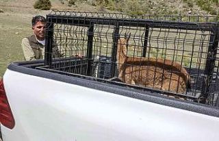 Tedavisi tamamlanan dağ keçisi doğaya bırakıldı