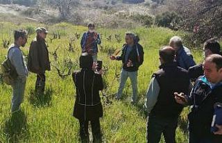 Tekirdağ Bağcılık Araştırma Enstitüsü, Çanakkaleli...
