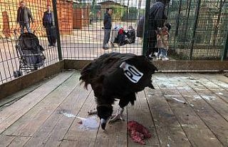 Tekirdağ’da göç yolculuğunda yorgun düşen...