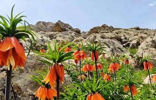 ‘Ters Lale’yi koklamak ve fotoğraf çekmek için...