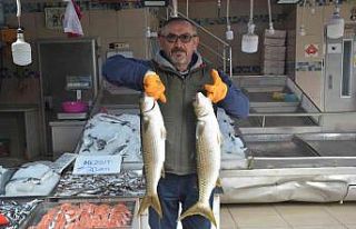 “Tokmak kafa” ilgi gördü