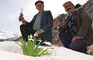 Torosların gelinliği ’kardelenler’ boy göstermeye...