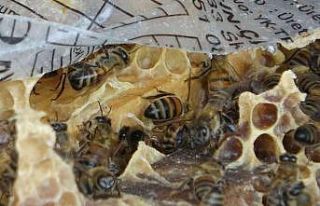 Toz taşınımı ve mevsim bozukluğu çiçekleri...