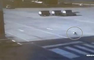 Trabzon Havalimanı’nda kedi yakalama operasyonu
