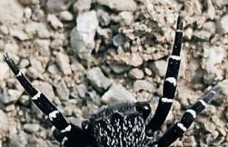 Tunceli’de fotoğraflanın örümceğin henüz keşfedilmemiş...