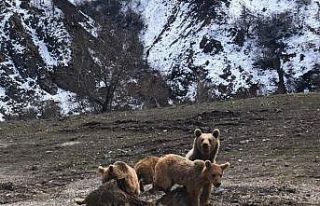 Tunceli’de şamua ve ayılar fotoğraflandı