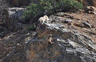 Tunceli’de yaban hayvanları başıboş köpeklerin...