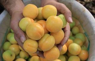 Turfanda kayısılar, Katar ve Dubai yolcusu