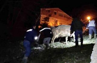 Türkeli’de dereye düşen büyükbaş hayvan kurtarıldı