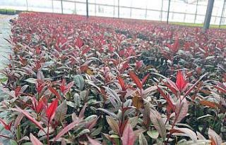 Türkiye fidan üretiminde dünya devleri arasında