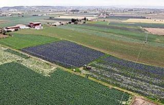 Türkiye’nin meyvesi, sebzesi ve yem bitkisi Samsun’dan