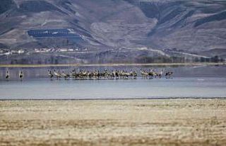 Turnalar Sultan Sazlığı Milli Parkı’nda