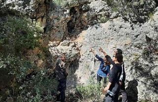 Tüylü çan çiçeğinin korunması için çalışmalar...