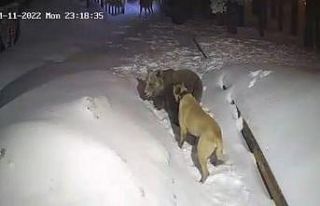 Uludağ’da ayı ile köpeğin boğuşması kameralarda