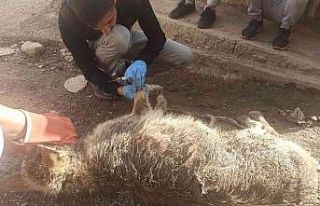 Uludere’de yolda bulunan yaralı kurt tedavi altına...