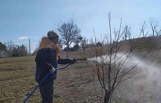 Üreticiler, meyve ağaçlarına ’bordo bulamacı’...