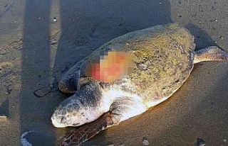 Uydu takip cihazı ile takip ediliyordu, ölü bulundu