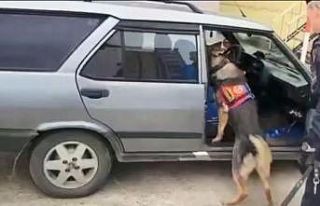 Uyuşturucu zulasını narkotik köpeği buldu