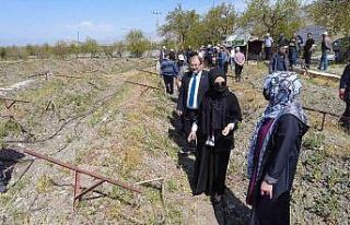 Üzüm bağlarında salkım güvesine karşı biyoteknik...