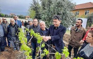 Üzüm üreticilerine büyük destek