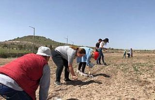 Üzümcülük Araştırma Ve Uygulama Bağı’na...