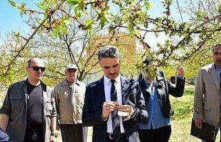 Vali Baruş, hasar gören kayısı bahçelerini inceledi
