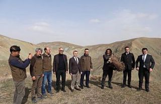 Van’da tedavi edilen yırtıcı kuşlar doğaya...