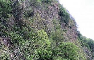 Yamaçtan kopan kaya parçaları temizlendi, Hopa-Kemalpaşa...