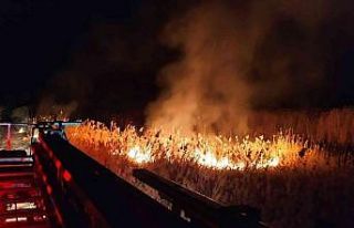 Yangın zamanında müdahaleyle kavak ağaçlarına...