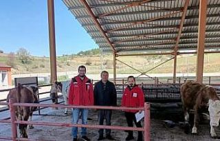 Yangında hayvanları yanan vatandaşa 3 adet gebe...