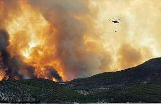 Yangınların sosyo-ekonomik etkileri projesi WWF...